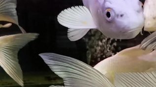 金龍魚高清視頻哪里可以下載？