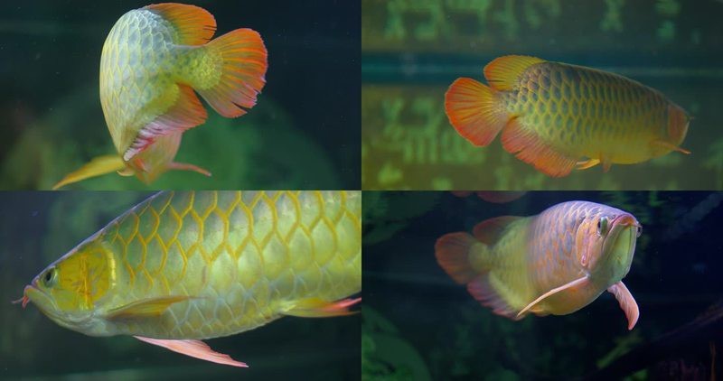 金龍魚高清視頻哪里可以下載？