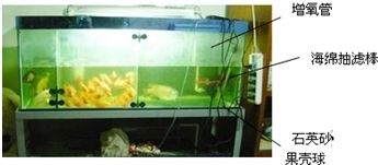 魚缸里為什么有銹跡：如何自然去除魚缸褐藻,魚缸水質(zhì)改善的具體方法