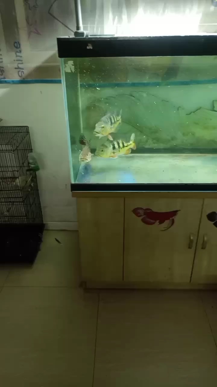 猛的一批