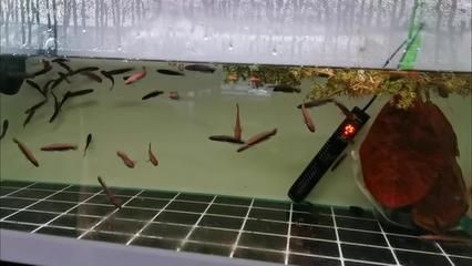 雷龍魚養(yǎng)殖場(chǎng)（雷龍魚價(jià)格一般多少錢一條）