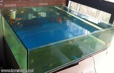 海魚缸尺寸 海魚缸尺寸 魚缸百科 第1張