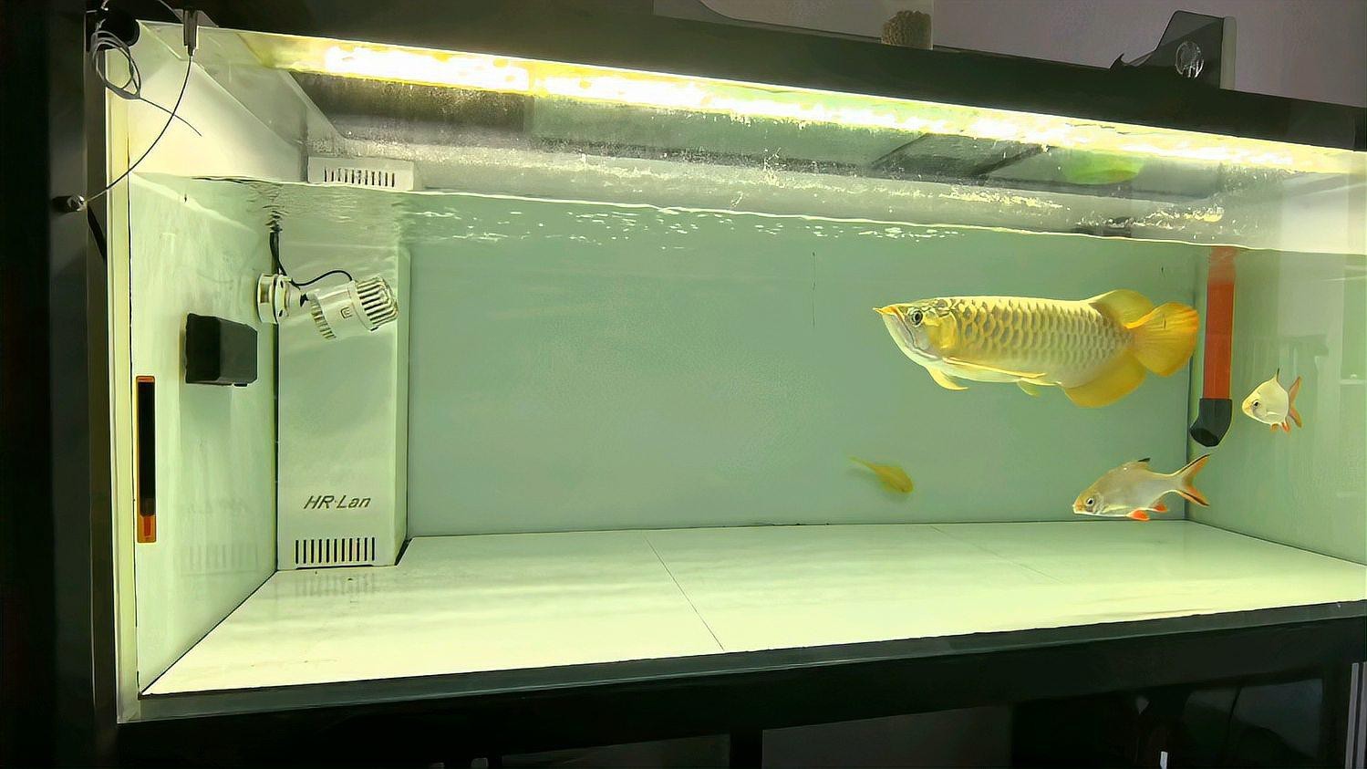 龍魚適合什么樣的人養殖，龍魚適合什么人養殖