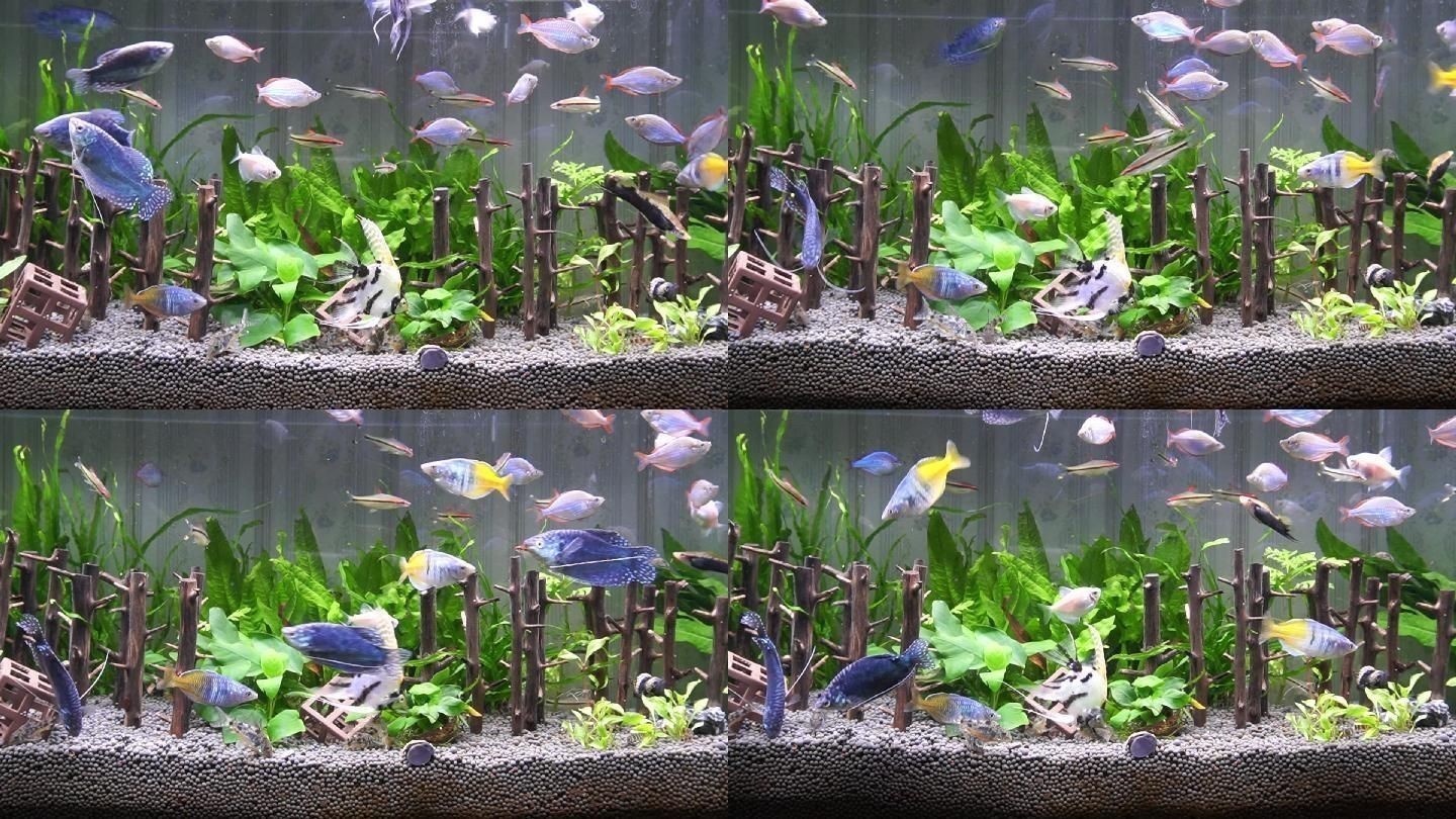 魚(yú)缸藝術(shù)的演變，水族箱生態(tài)系統(tǒng)的構(gòu)建：觀賞魚(yú)缸的燈光設(shè)計(jì)