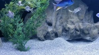 魚(yú)缸藝術(shù)的演變，水族箱生態(tài)系統(tǒng)的構(gòu)建：觀賞魚(yú)缸的燈光設(shè)計(jì)