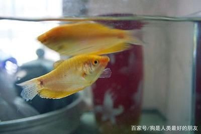 龍魚一直浮在水面怎么回事：龍魚常見疾病的預防措施