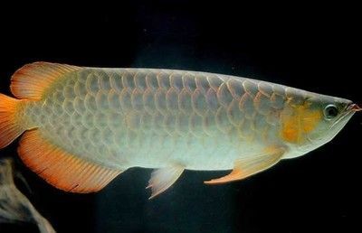 龍魚病后如何恢復身體功能：龍魚病后恢復身體功能的方法