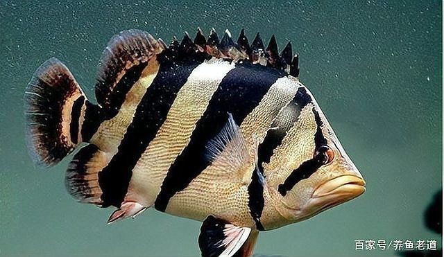 虎魚長什么樣子