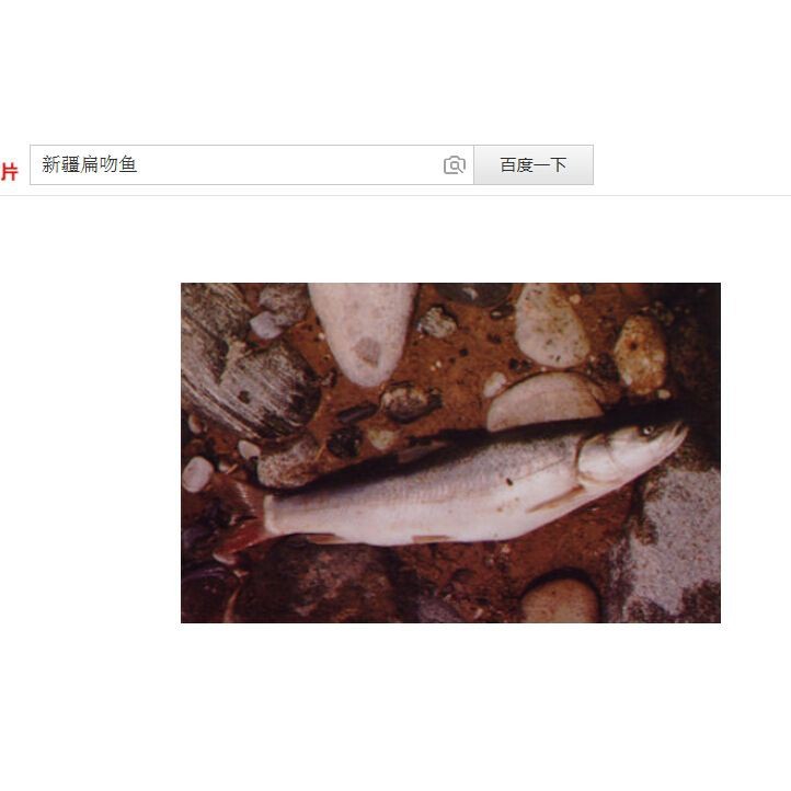 虎魚長什么樣子