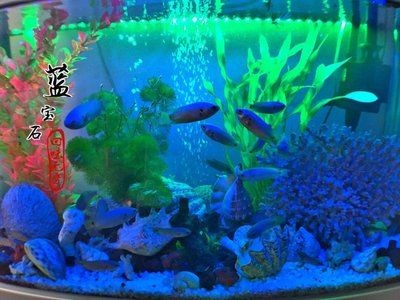 生態魚缸的設計原理：海星魚缸是一種怎樣的存在？