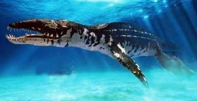 霍夫曼滄龍和海王龍哪個更厲害？ 霍夫曼滄龍和海王龍哪個更厲害？ 龍魚論壇 第2張