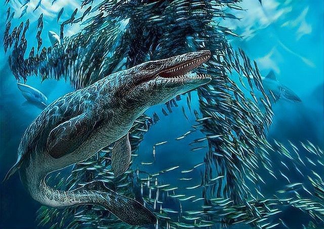 霍夫曼滄龍和海王龍哪個更厲害？ 霍夫曼滄龍和海王龍哪個更厲害？ 龍魚論壇 第3張