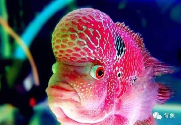 如何檢測魚缸中的有害細菌：檢測魚缸中的有害細菌 如何檢測魚缸中的有害細菌：檢測魚缸中的有害細菌 魚缸百科 第1張