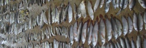 如何檢測魚缸中的有害細菌：檢測魚缸中的有害細菌 如何檢測魚缸中的有害細菌：檢測魚缸中的有害細菌 魚缸百科 第3張