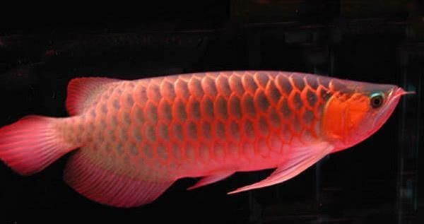紅龍魚(yú)價(jià)值