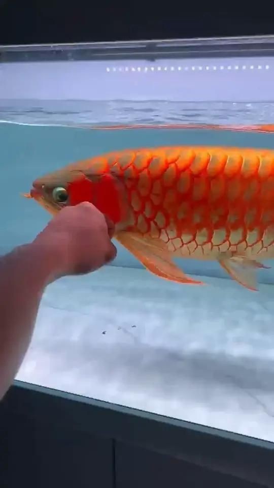 紅龍魚(yú)價(jià)值