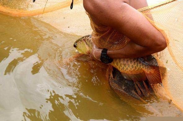 哪里有野生金龍魚：野生金龍魚的價值與風(fēng)險 哪里有野生金龍魚：野生金龍魚的價值與風(fēng)險 龍魚百科 第2張