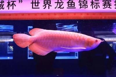 龍魚錦標賽冠軍獎金多少，2023年長城杯世界龍魚錦標賽冠軍獎金數額達49萬元