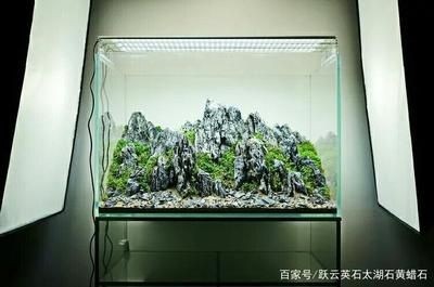 關于魚缸造景的貼吧文章怎么寫（2024-05-11魚缸造景）
