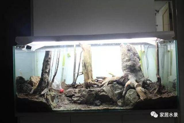 關于魚缸造景的貼吧文章怎么寫（2024-05-11魚缸造景）
