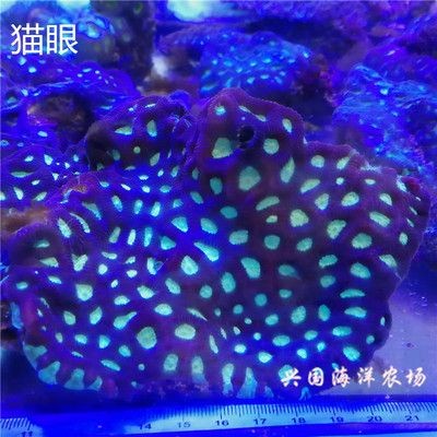 海水魚缸lps什么意思：lps與sps珊瑚的區別
