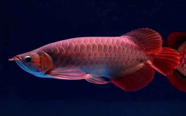 龍魚身體彎曲頭朝下