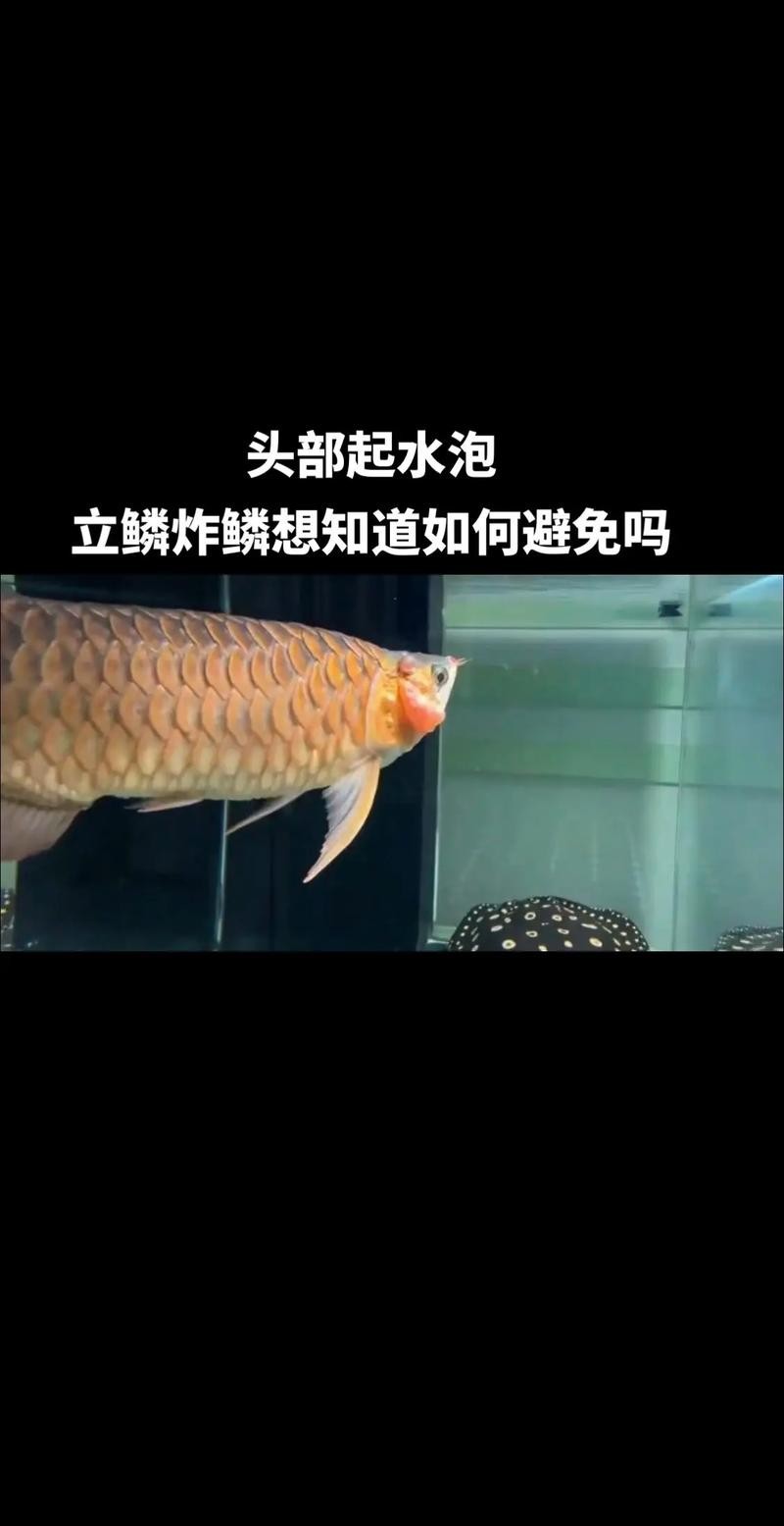 龍魚身體彎曲頭朝下