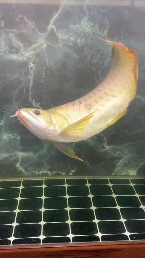 龍魚身體彎曲頭朝下