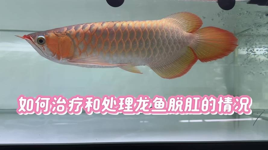 龍魚身體彎曲頭朝下