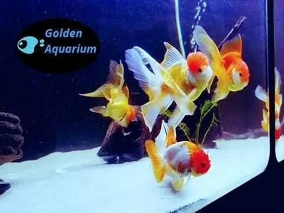 貝殼、沉魚缸和生態性的觀賞魚缸簡單布景：觀賞生態魚缸
