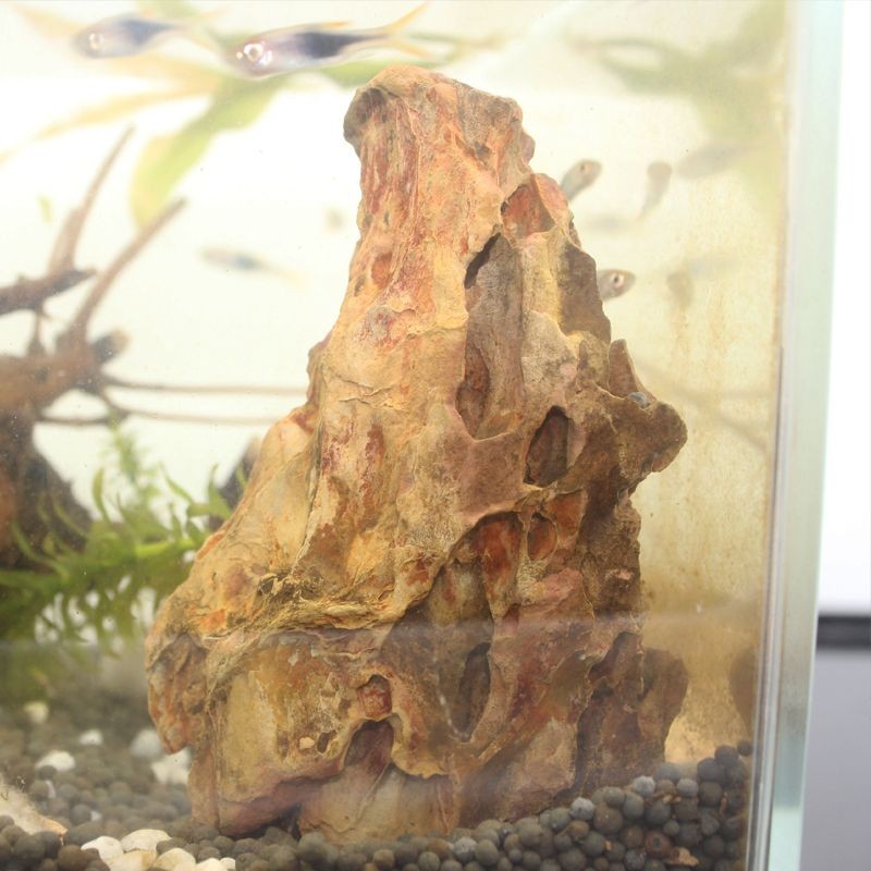 貝殼、沉魚缸和生態性的觀賞魚缸簡單布景：觀賞生態魚缸