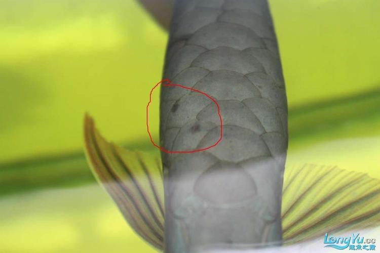 金龍魚魚鱗發(fā)白是什么病圖片