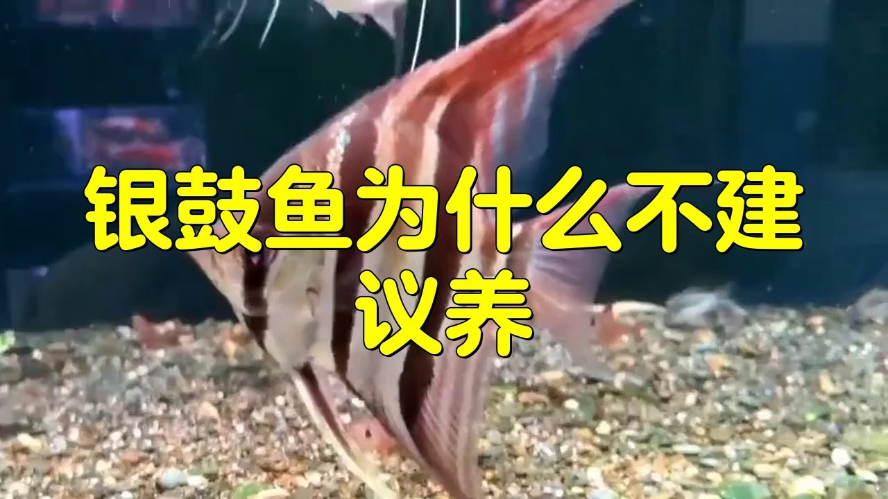 銀鼓魚和龍魚魚混養好嗎
