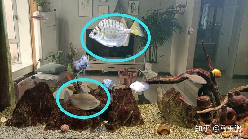 銀鼓魚和龍魚魚混養好嗎