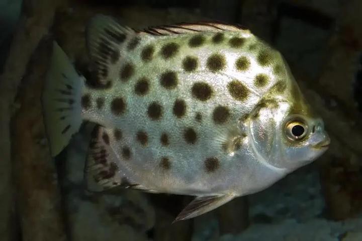 銀鼓魚和龍魚魚混養好嗎