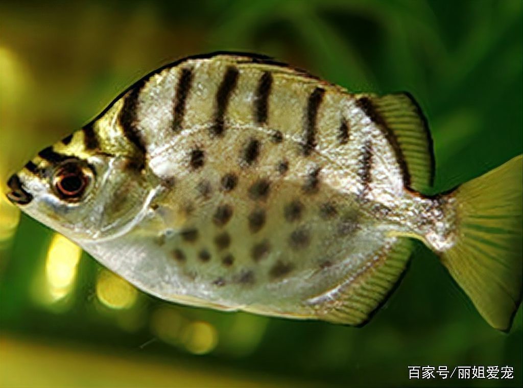 銀鼓魚和龍魚魚混養好嗎
