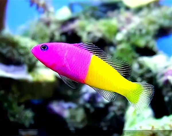 淡水蝦虎魚種類大全 淡水蝦虎魚種類大全 龍魚論壇 第4張