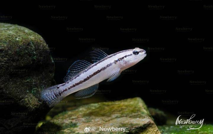 淡水蝦虎魚種類大全 淡水蝦虎魚種類大全 龍魚論壇 第1張