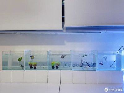 西洲曲魚缸燈：西洲曲led魚缸燈 西洲曲魚缸燈：西洲曲led魚缸燈 魚缸百科 第1張