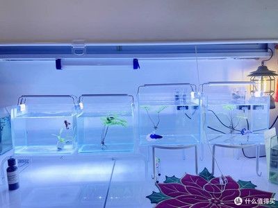 西洲曲魚缸燈：西洲曲led魚缸燈 西洲曲魚缸燈：西洲曲led魚缸燈 魚缸百科 第3張