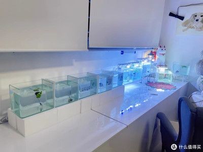 西洲曲魚缸燈：西洲曲led魚缸燈 西洲曲魚缸燈：西洲曲led魚缸燈 魚缸百科 第5張