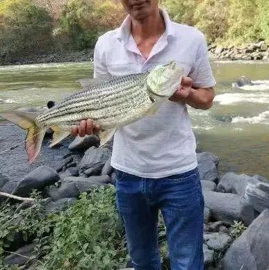 非洲虎魚天敵