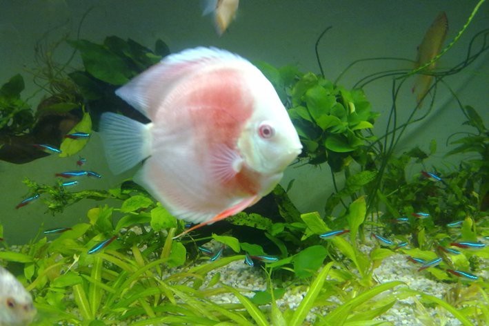七彩神仙魚品種排行