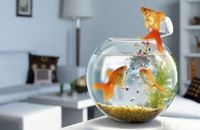 床頭放魚缸風水：臥室魚缸擺放的最佳位置