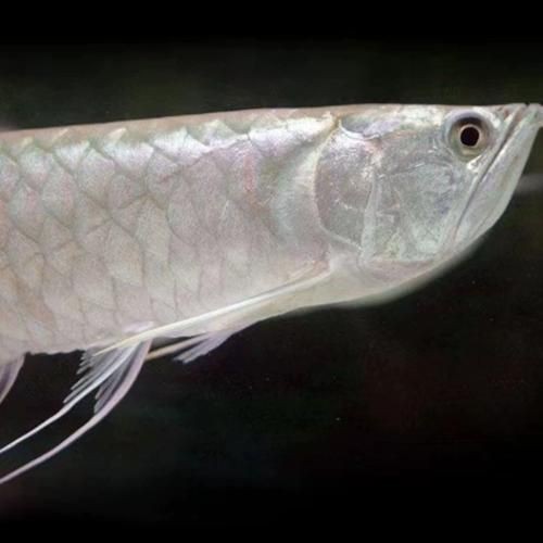 紅眼白子銀龍魚最簡單三個步驟圖片