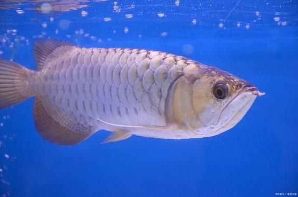 紅眼白子銀龍魚最簡單三個步驟圖片