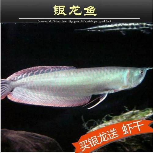 紅眼白子銀龍魚最簡單三個步驟圖片