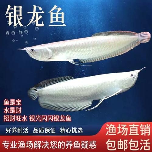 紅眼白子銀龍魚最簡單三個步驟圖片