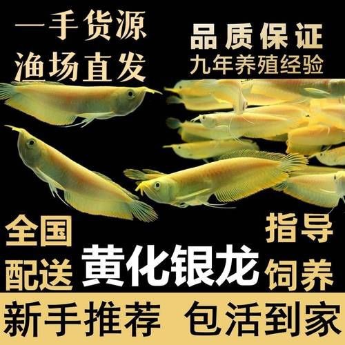 紅眼白子銀龍魚最簡單三個步驟圖片