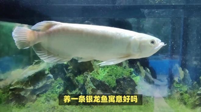銀龍魚最經典十句話